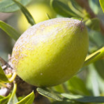 Silk-Oil-of-Morocco-LaNina-Argan-Fruit