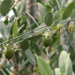Silk-oil-of-morocco-LaNina-Jojoba-hedelmä-2